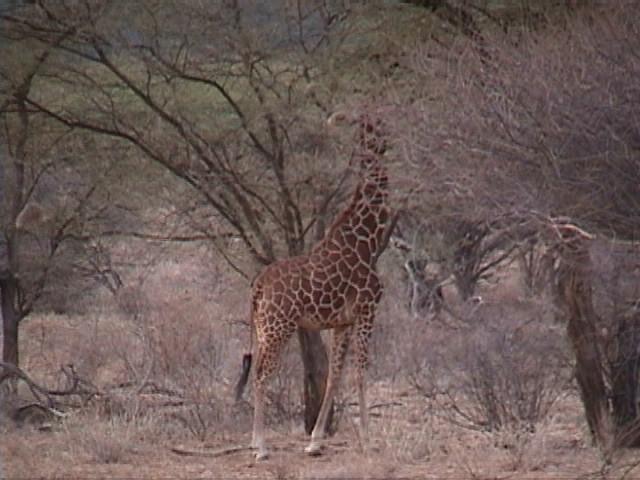 Dn-a1165-Giraffe-by Darren New.jpg