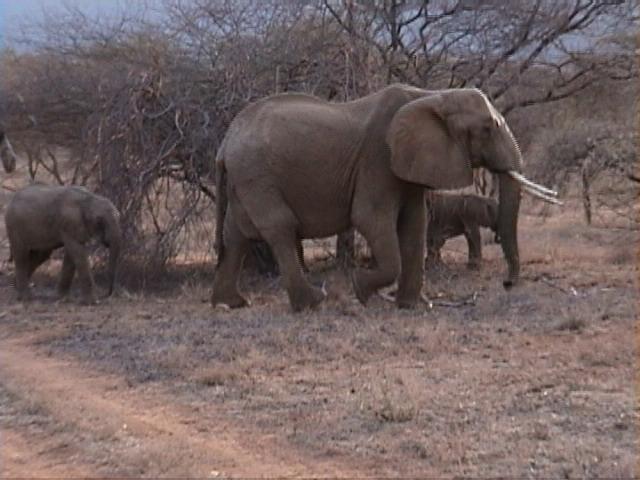 Dn-a1170-African Elephants-by Darren New.jpg