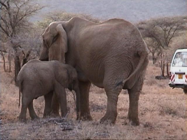 Dn-a1171-African Elephants-by Darren New.jpg