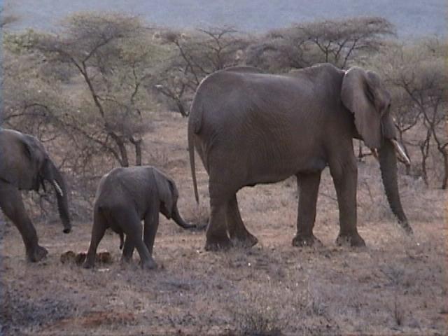Dn-a1173-African Elephants-by Darren New.jpg