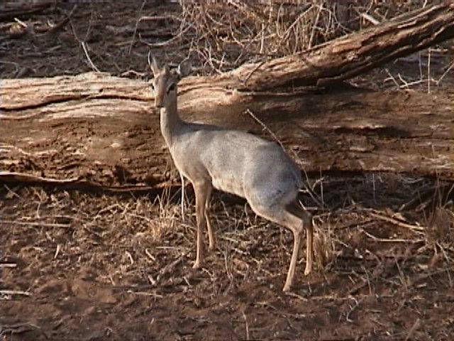 Dn-a1178-Dik-dik Antelope-by Darren New.jpg