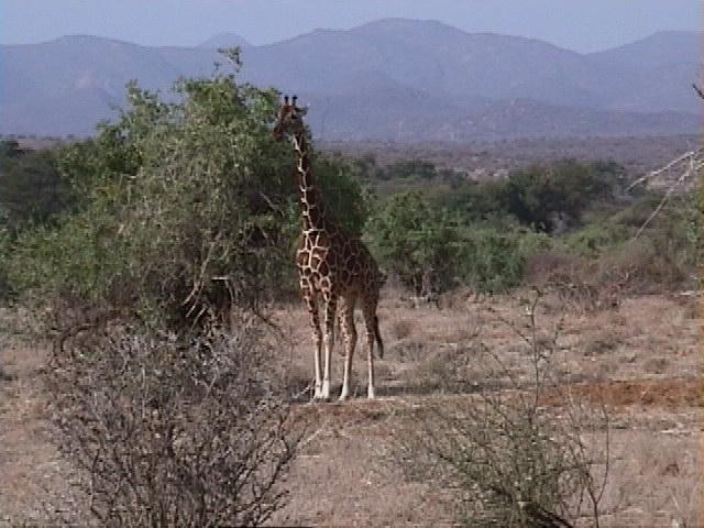 Dn-a1185-Giraffe-by Darren New.jpg