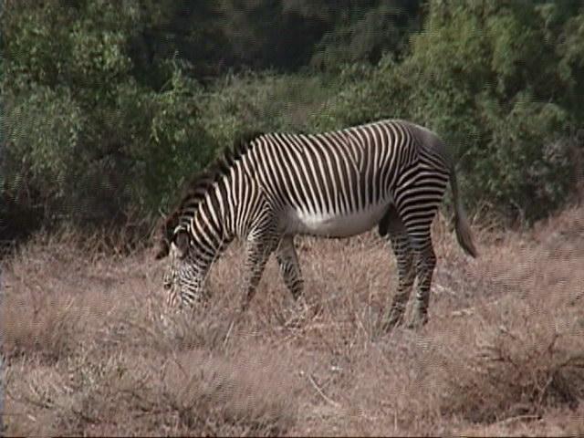 Dn-a1188-Zebra-by Darren New.jpg