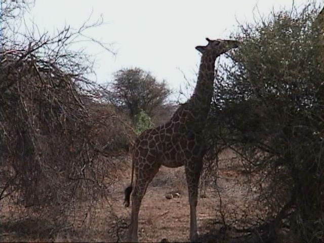 Dn-a1190-Giraffe-by Darren New.jpg