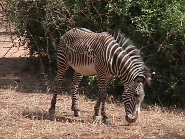 Dn-a1198-Zebra-by Darren New.jpg