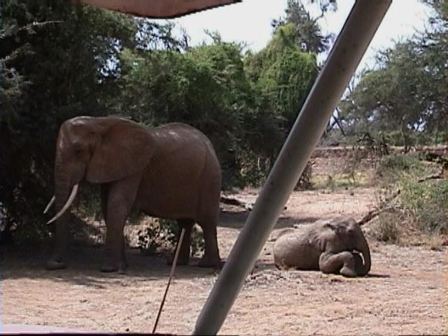 Dn-a1201-African Elephants-by Darren New.jpg
