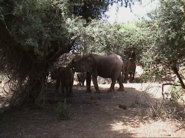 Dn-a1202-African Elephants-by Darren New.jpg