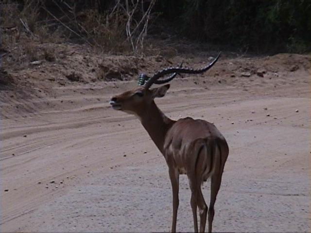 Dn-a1211-Impala-by Darren New.jpg