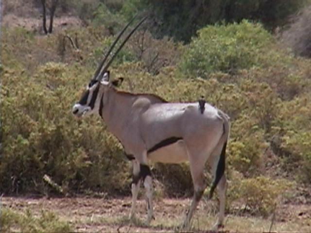 Dn-a1212-Oryx Antelope-by Darren New.jpg