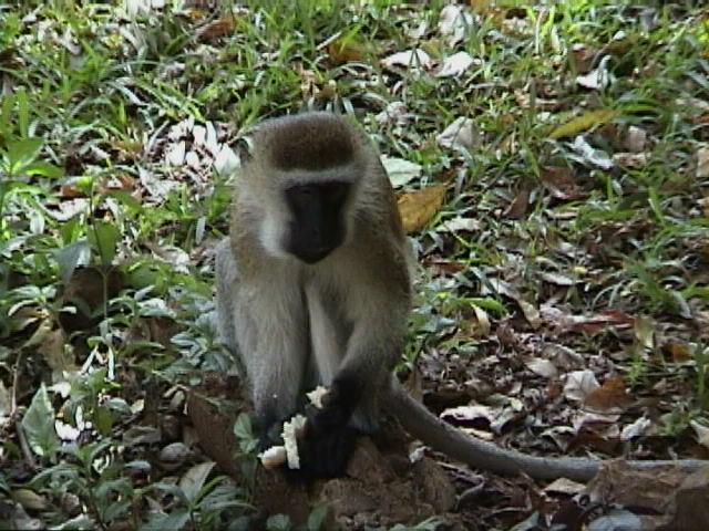 Dn-a1224-Vervet Monkey-by Darren New.jpg