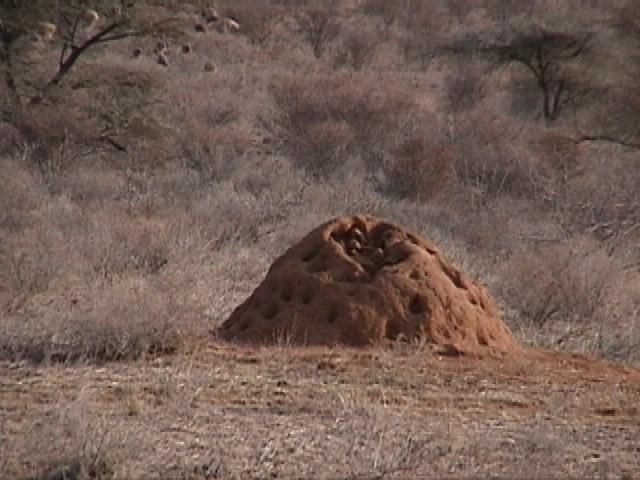 Dn-a1237-Termite Mound-by Darren New.jpg