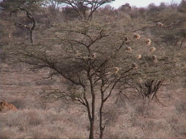 Dn-a1238-Weaverbird nests-by Darren New.jpg