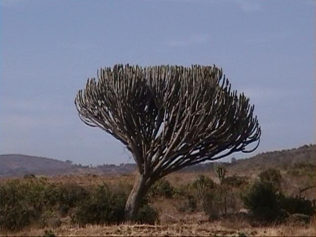 Dn-a1250-tree-by Darren New.jpg