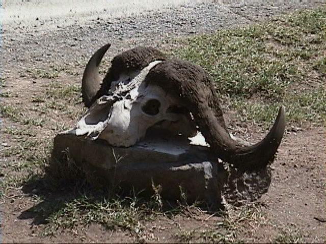 Dn-a1258-Cape Buffalo skull-by Darren New.jpg