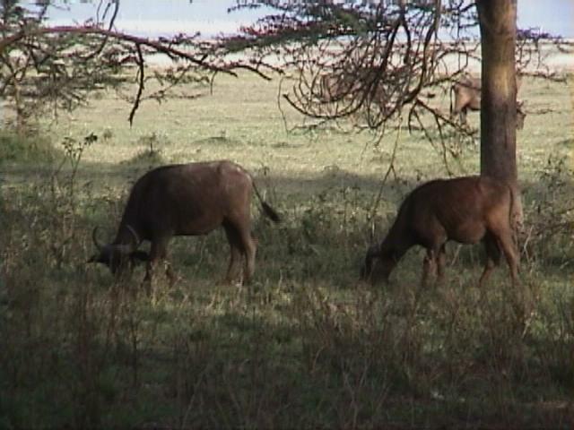 Dn-a1268-cows-by Darren New.jpg