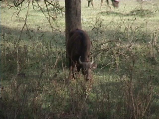 Dn-a1269-cows-by Darren New.jpg