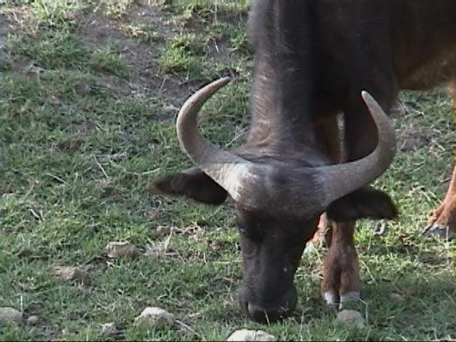 Dn-a1271-cows-by Darren New.jpg