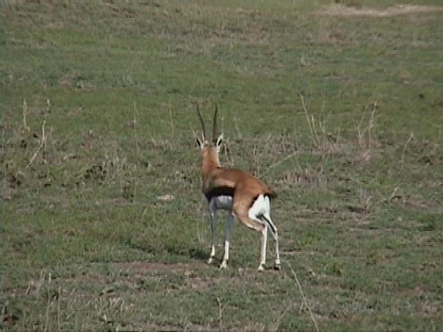 Dn-a1274-Gazelle Antelope-by Darren New.jpg