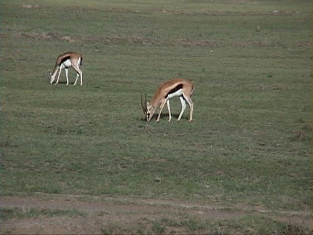 Dn-a1275-Gazelle Antelopes-by Darren New.jpg