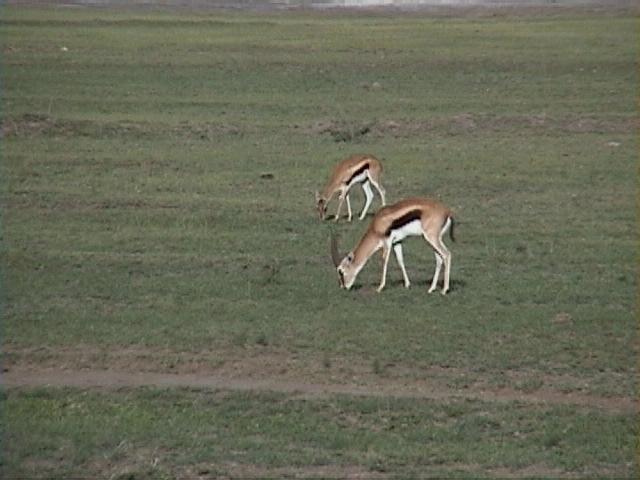 Dn-a1276-Gazelle Antelopes-by Darren New.jpg