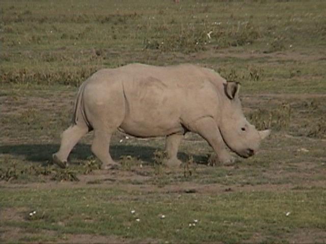 Dn-a1286-White Rhinoceros baby-by Darren New.jpg