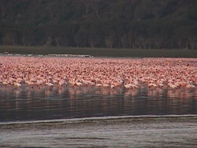 Dn-a1293-Flamingo flock at Lake Manyara-by Darren New.jpg
