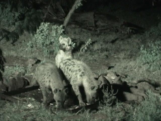 Dn-a1314-Spotted Hyenas-by Darren New.jpg