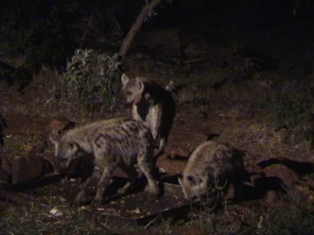 Dn-a1315-Spotted Hyenas-by Darren New.jpg
