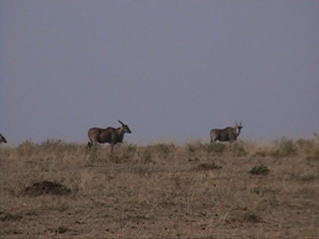 Dn-a1349-Topi Antelope-by Darren New.jpg