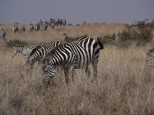 Dn-a1354-Zebras-by Darren New.jpg