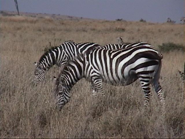 Dn-a1355-Zebras-by Darren New.jpg