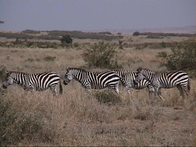 Dn-a1356-Zebras-by Darren New.jpg