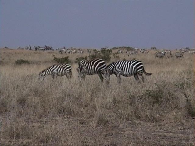 Dn-a1358-Zebras-by Darren New.jpg