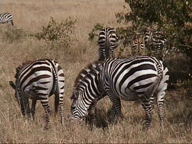 Dn-a1359-Zebras-by Darren New.jpg