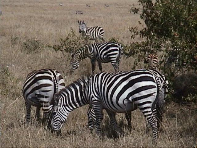Dn-a1360-Zebras-by Darren New.jpg
