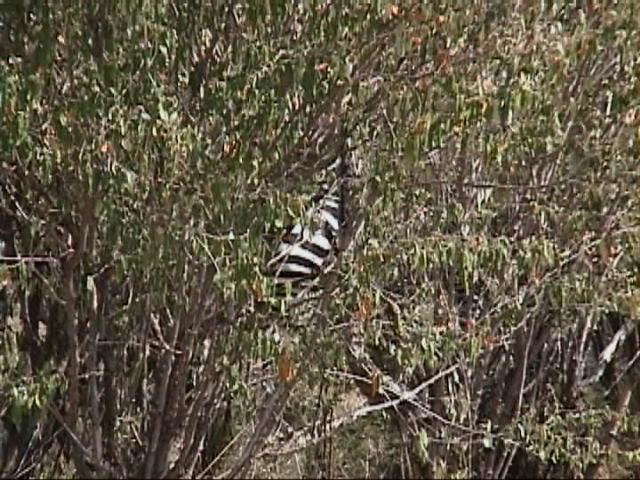 Dn-a1361-Zebras-by Darren New.jpg