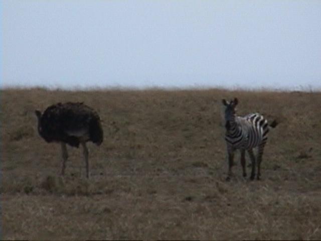 Dn-a1362-Zebra and Ostrich-by Darren New.jpg