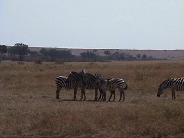 Dn-a1383-Zebras-by Darren New.jpg