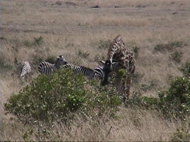 Dn-a1386-Zebras and Giraffe-by Darren New.jpg