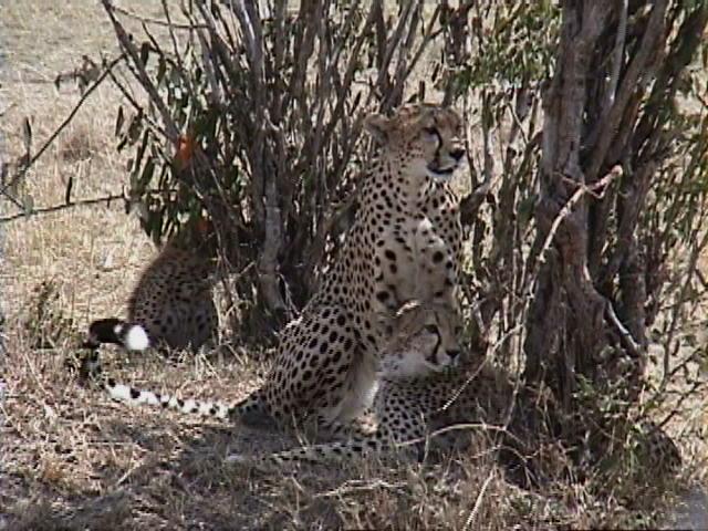 Dn-a1388-Cheetah Family-by Darren New.jpg
