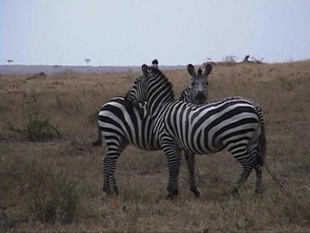 Dn-a1406-Plains Zebras-by Darren New.jpg