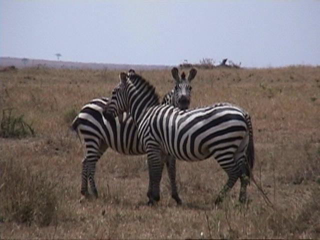 Dn-a1407-Plains Zebras-by Darren New.jpg
