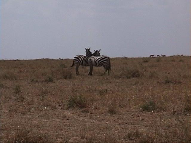 Dn-a1408-Plains Zebras-by Darren New.jpg