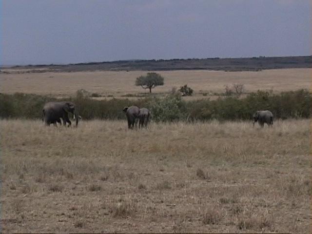 Dn-a1409-African Elephants-by Darren New.jpg