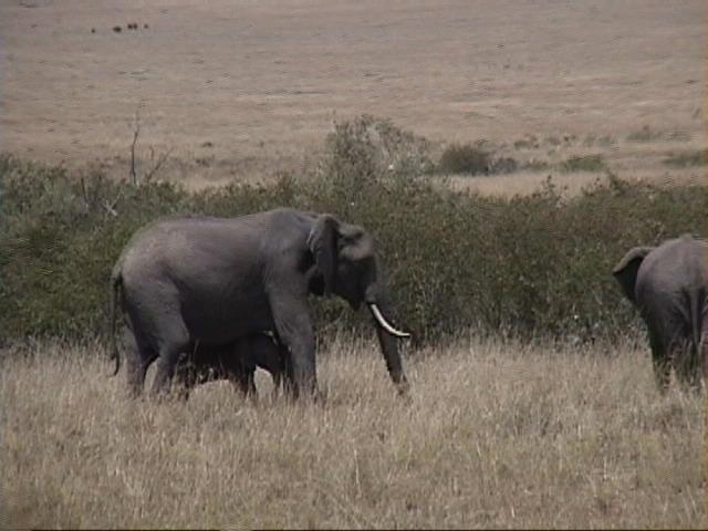 Dn-a1410-African Elephants-by Darren New.jpg