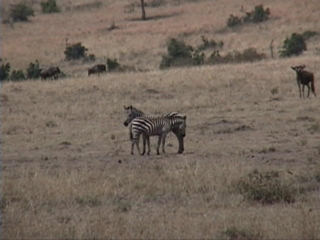Dn-a1413-Plains Zebras-by Darren New.jpg