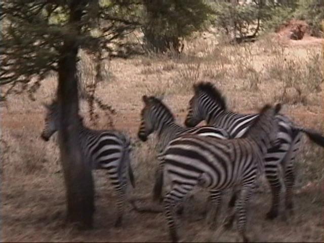 Dn-a1414-Plains Zebras-by Darren New.jpg