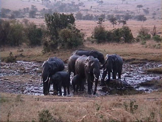 Dn-a1419-African Elephants-by Darren New.jpg
