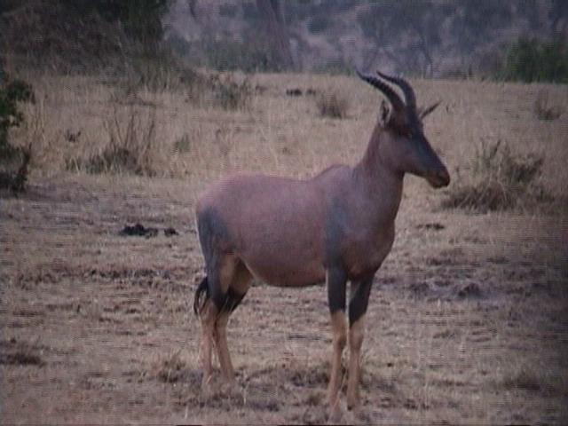 Dn-a1420-Topi Antelope-by Darren New.jpg