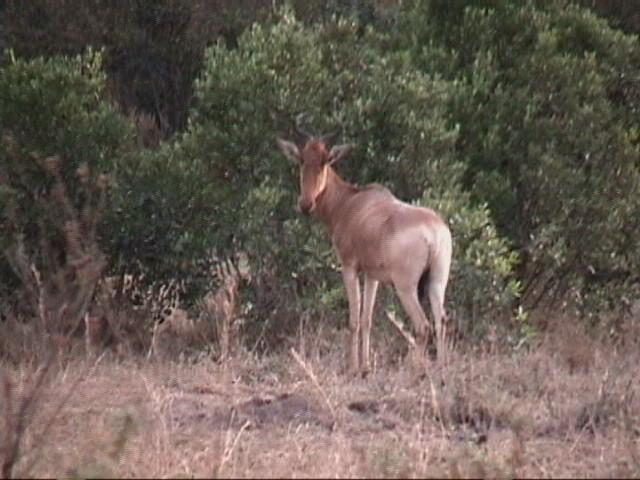 Dn-a1424-Topi Antelope-by Darren New.jpg